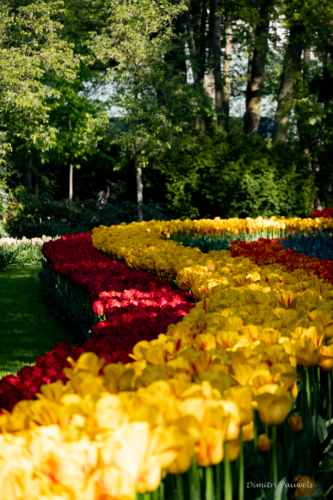 Keukenhof
