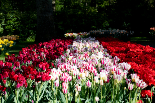 Keukenhof