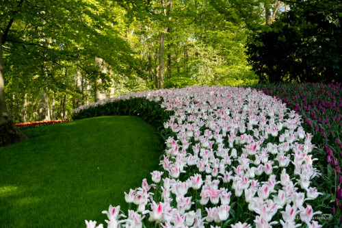 Keukenhof
