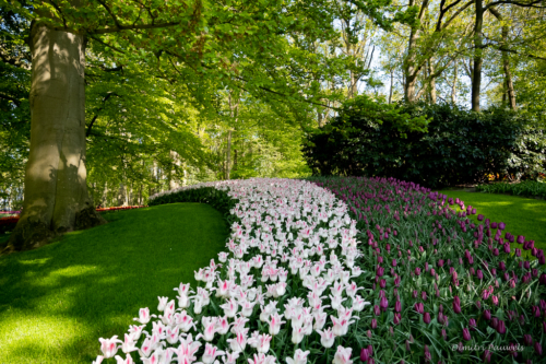 Keukenhof