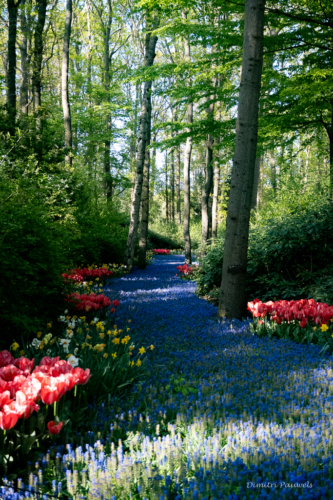 Keukenhof