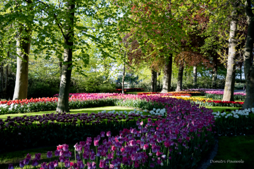 Keukenhof