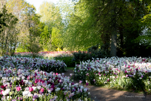 Keukenhof