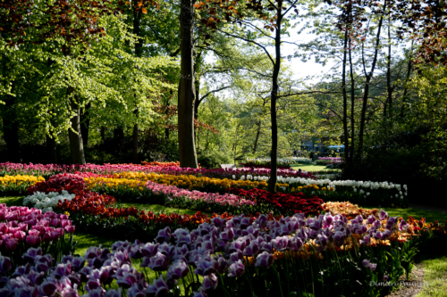 Keukenhof