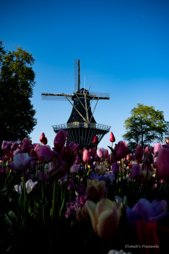 Keukenhof