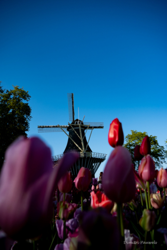 Keukenhof