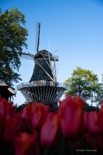 Keukenhof