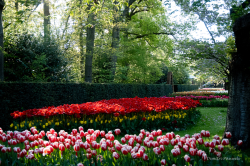 Keukenhof