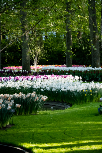 Keukenhof