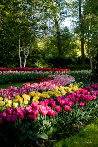 Keukenhof