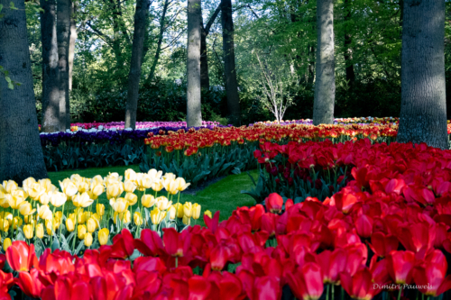 Keukenhof