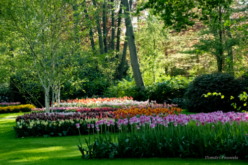 Keukenhof