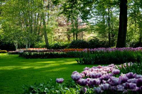 Keukenhof