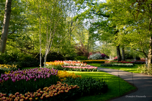 Keukenhof