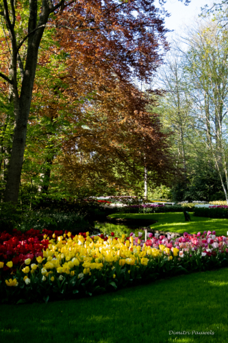 Keukenhof