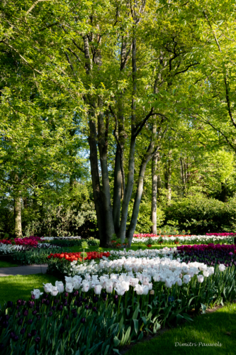 Keukenhof