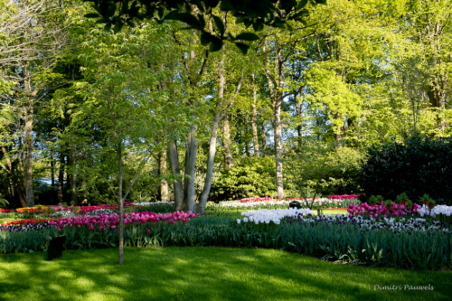 Keukenhof