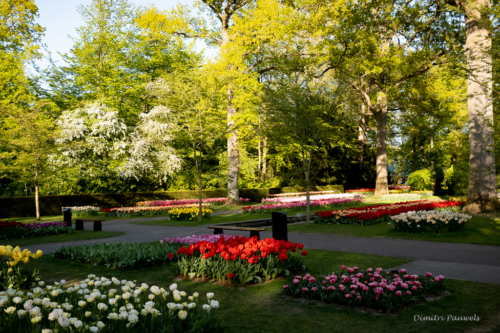 Keukenhof