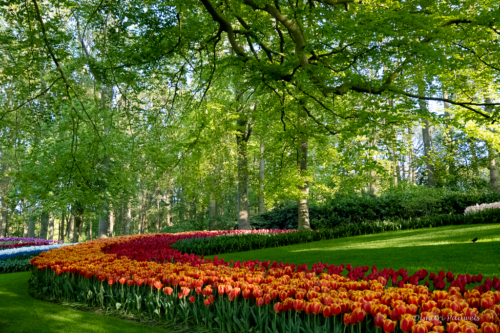 Keukenhof