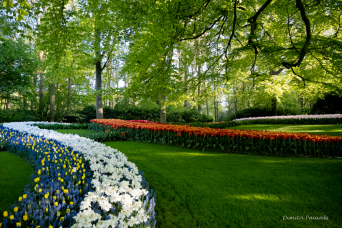 Keukenhof