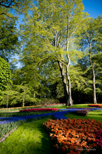Keukenhof