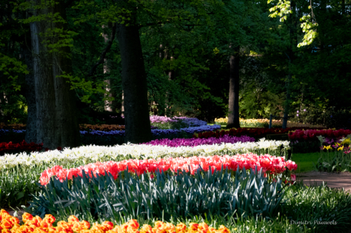 Keukenhof