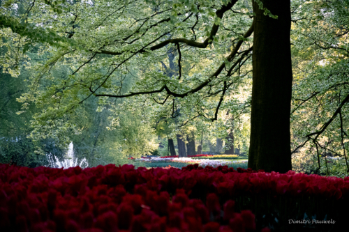 Keukenhof