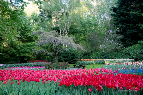 Keukenhof