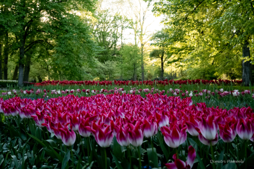 Keukenhof