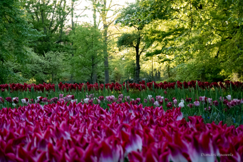Keukenhof