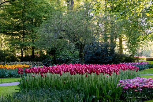 Keukenhof