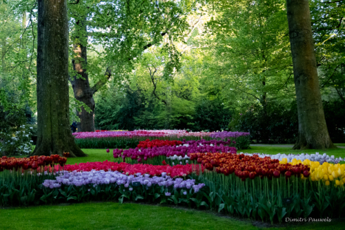 Keukenhof
