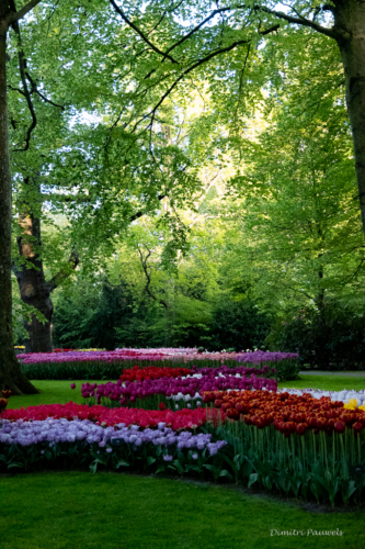 Keukenhof
