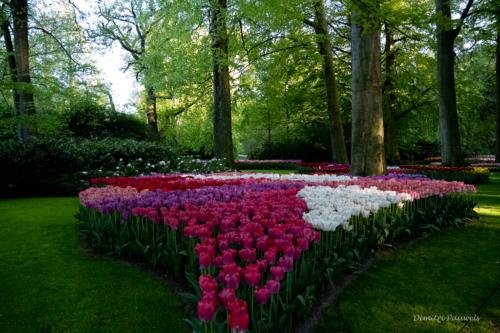 Keukenhof