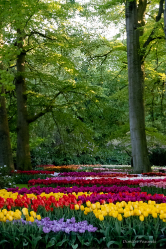 Keukenhof