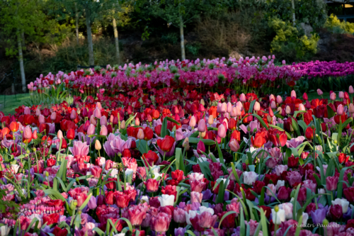 Keukenhof