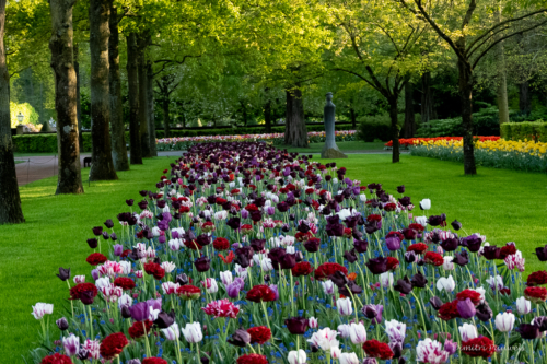 Keukenhof
