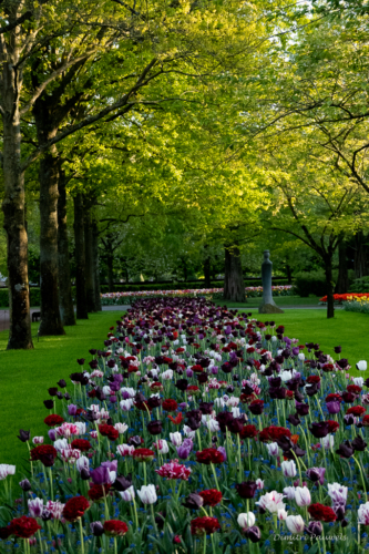 Keukenhof