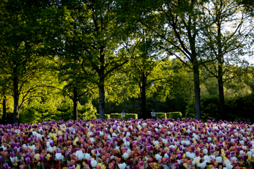 Keukenhof